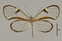 125744 Pteronymia sylvo d IN