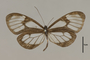 125746 Pteronymia zerlina d IN