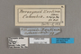 125746 Pteronymia zerlina labels IN