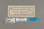125747 Pteronymia euritea labels IN