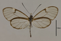 125752 Pteronymia artena artena d IN