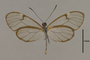 125752 Pteronymia artena artena v IN