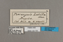125755 Pteronymia latilla labels IN