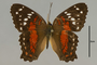 125759 Anartia amathea d IN