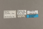 125759 Anartia amathea labels IN