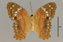 125759 Anartia amathea v IN