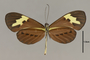 125760 Heliconius numata lenaeus v IN