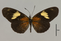 125765 Castilia perilla d IN