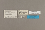 125765 Castilia perilla labels IN