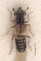 3047964 Megalopsidia flavipennis HT d IN