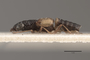 3047964 Megalopsidia flavipennis HT p IN