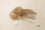 3047964 Megalopsidia flavipennis HT g IN