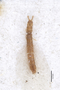3047952 Leptotyphlus brevicornis ST d IN