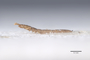 3047952 Leptotyphlus brevicornis ST p IN