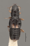 3047931 Megalops bipustulatus HT d IN