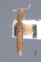 3047982 Leptotyphlus curtii ST d IN