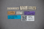 3047792 Stenus gerardi Bernhauer 1932-85 ST labels IN