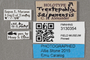 3130354 Trentepohlia saipanensis HT labels IN